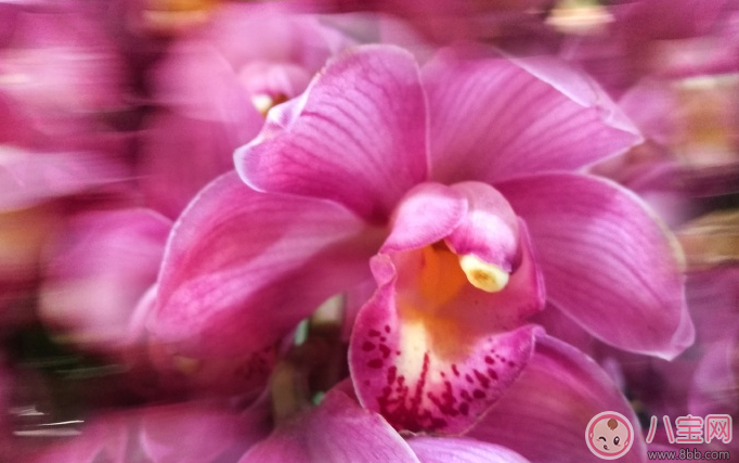 春天賞花心情的句子 春天賞花曬圖配字說說句子圖片 春天賞花心情的句子 春天賞花曬圖配字說說句子圖片