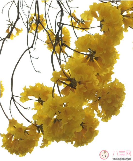 春天賞花心情的句子 春天賞花曬圖配字說說句子圖片 春天賞花心情的句子 春天賞花曬圖配字說說句子圖片