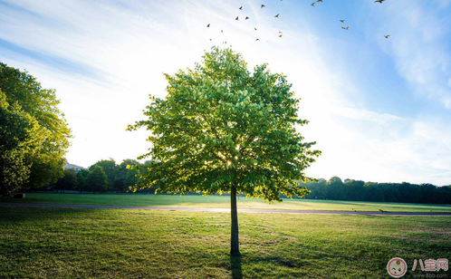 植樹節(jié)活動方案怎么寫 學校植樹節(jié)策劃活動