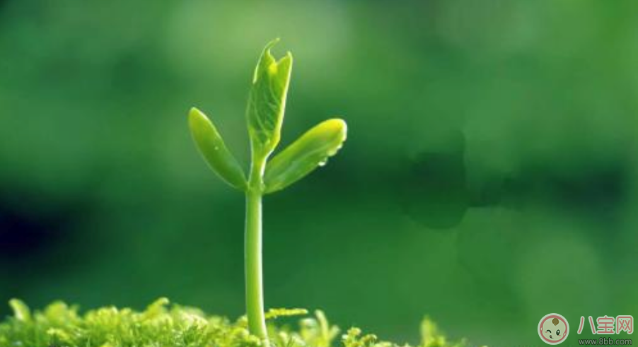 植樹節(jié)活動方案怎么寫 學校植樹節(jié)策劃活動