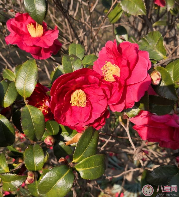 帶孩子春游的心情短語 帶孩子春游說說朋友圈