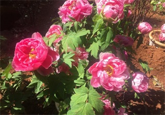 帶孩子春游的心情短語 帶孩子春游說說朋友圈