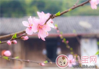 賞花發朋友圈曬圖句子 形容賞花心情好的說說句子