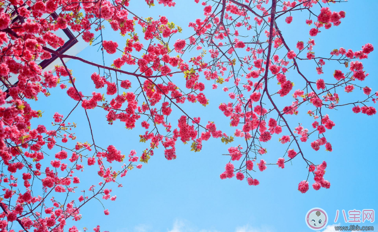 小學(xué)生植樹節(jié)名言警句 植樹節(jié)綠色格言和點(diǎn)子