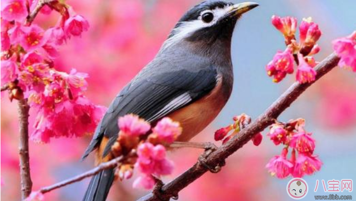 小學(xué)生植樹節(jié)名言警句 植樹節(jié)綠色格言和點(diǎn)子