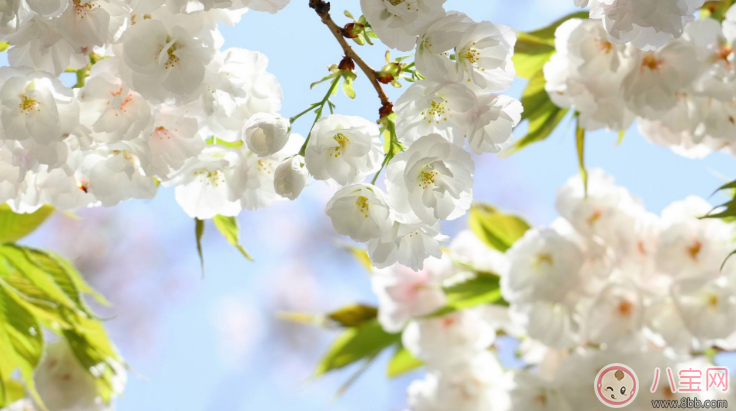 小學(xué)生植樹節(jié)名言警句 植樹節(jié)綠色格言和點(diǎn)子