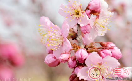 看櫻花的心情說說朋友圈 贊美櫻花的優美句子 看櫻花的心情說說朋友圈 贊美櫻花的優美句子