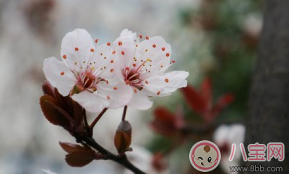 看櫻花的心情說說朋友圈 贊美櫻花的優美句子 看櫻花的心情說說朋友圈 贊美櫻花的優美句子
