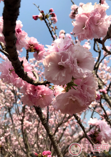 帶孩子看櫻花的說說句子 和孩子看櫻花的心情說說