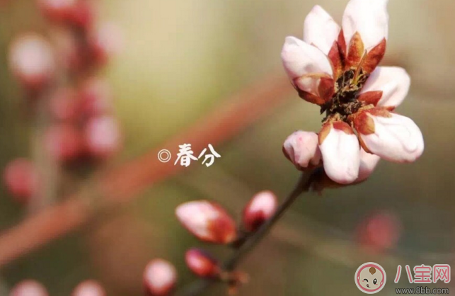 春分快樂早安心語 朋友圈春分快樂早安問候語說說