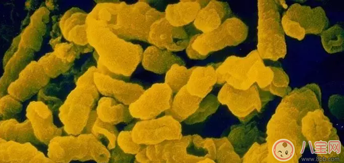 hib疫苗是什么 有必要打hib疫苗嗎 hib疫苗是什么 有必要打hib疫苗嗎