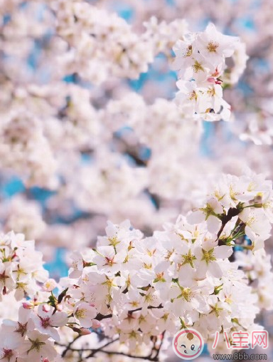 帶孩子看櫻花的心情說說 和孩子看櫻花曬圖朋友圈