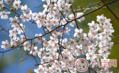 帶孩子看櫻花的心情說說 和孩子看櫻花曬圖朋友圈