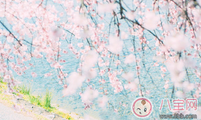 帶孩子看櫻花的心情說說 和孩子看櫻花曬圖朋友圈