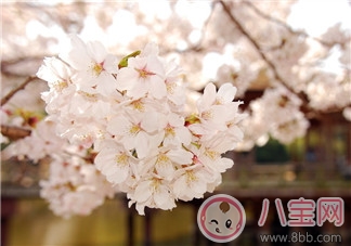 帶孩子看櫻花的心情說說 和孩子看櫻花曬圖朋友圈