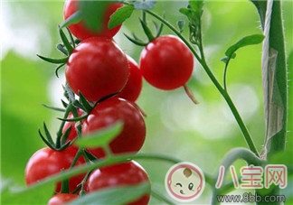 懷孕能吃圣女果嗎 懷孕吃圣女果好不好