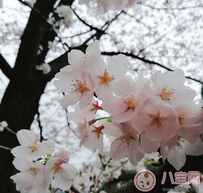 下雨看櫻花怎么發(fā)朋友圈 下雨天看櫻花曬圖心情說說