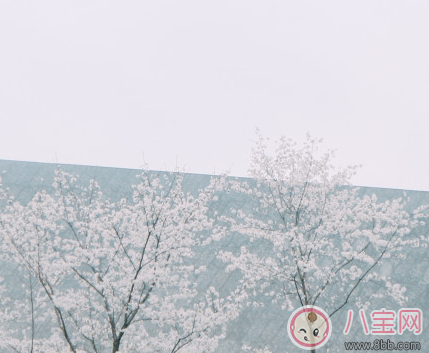 下雨看櫻花怎么發(fā)朋友圈 下雨天看櫻花曬圖心情說說