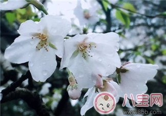 下雨天帶孩子看櫻花的心情說說 下雨天帶孩子看櫻花曬圖說說句子