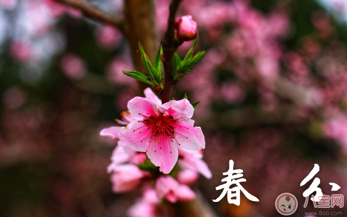 2018踏青賞花心情說說 踏青賞花說說朋友圈