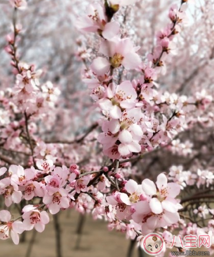 春天帶孩子踏青的心情說說 春天帶孩子賞花曬圖說說感悟