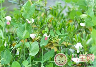 春天帶孩子踏青的心情說說 春天帶孩子賞花曬圖說說感悟