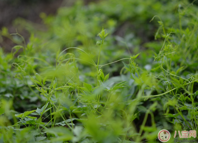 絞股藍泡水喝可以減肥嗎 哺乳期媽媽建議少喝絞股藍