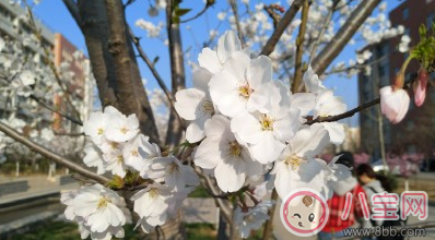 2018天氣回暖了怎么發(fā)朋友圈 天氣變暖萬物復(fù)蘇的配圖說說