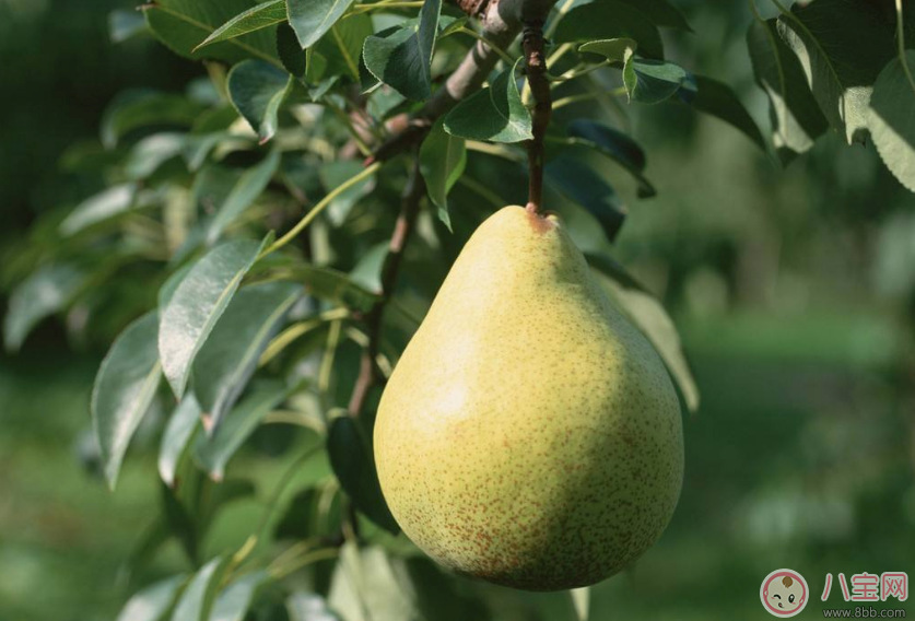 懷孕期間多吃梨對胎兒好嗎 孕婦怎么吃梨子好