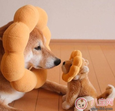 產后減肥的搞笑說說圖片 產后減肥的勵志說說心情