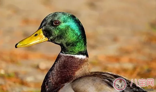 為什么孩子的專注力差 孩子專注力差怎么辦