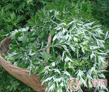 寶寶濕疹可以用艾葉洗澡嗎 小孩用艾葉洗澡方法