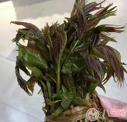 2歲寶寶可以吃香椿嗎 小孩吃香椿能吃多少