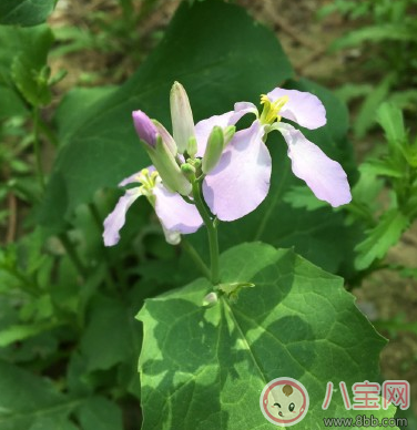 春游發朋友圈怎么寫 春游曬圖說說朋友圈