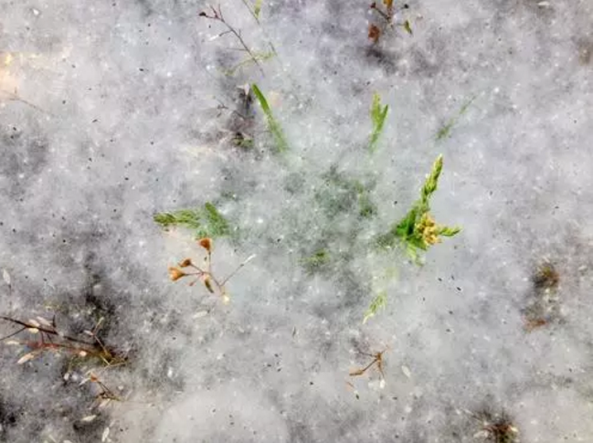 春天柳絮特別的多怎么辦 怎么避免柳絮帶來的困擾 春天柳絮特別的多怎么辦 怎么避免柳絮帶來的困擾