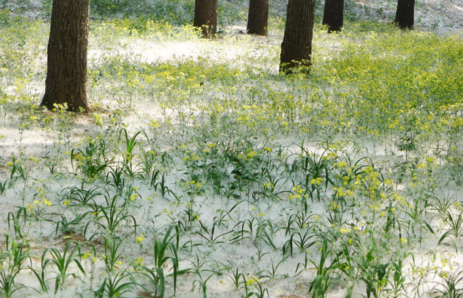 春天柳絮特別的多怎么辦 怎么避免柳絮帶來的困擾 春天柳絮特別的多怎么辦 怎么避免柳絮帶來的困擾