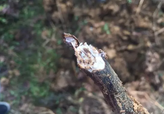 孕婦能吃蕨根粉嗎 孕婦吃蕨根粉有什么副作用