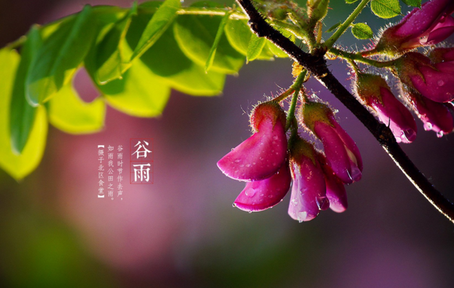 2018谷雨節(jié)氣說說朋友圈 谷雨節(jié)氣祝福語經(jīng)典說說