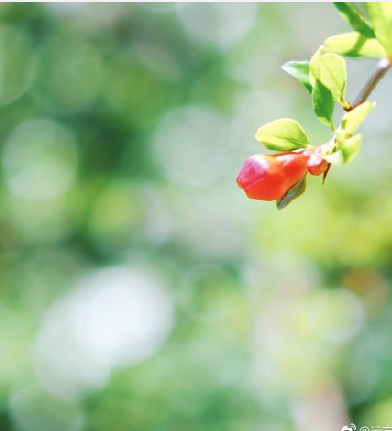 2018春天再見的早安心語說說朋友圈 再見春天迎接夏天的說說句子