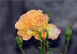 2018春雨過后好心情的說說 春雨后的空氣讓人歡喜的感慨句子說說