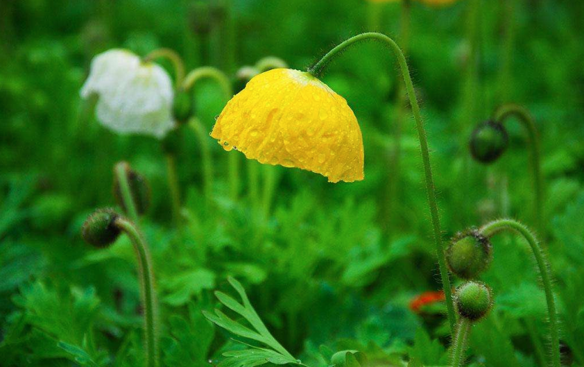 2018春雨過后好心情的說說 春雨后的空氣讓人歡喜的感慨句子說說