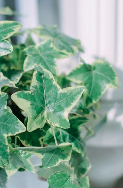 2018再見春天的說說朋友圈 春天再見的早安心語