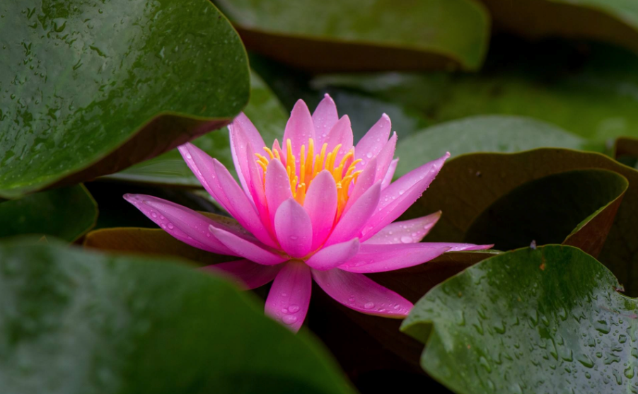 2018再見春天你好夏天的心情說說 2018春天再見夏天你好的感慨句子說說