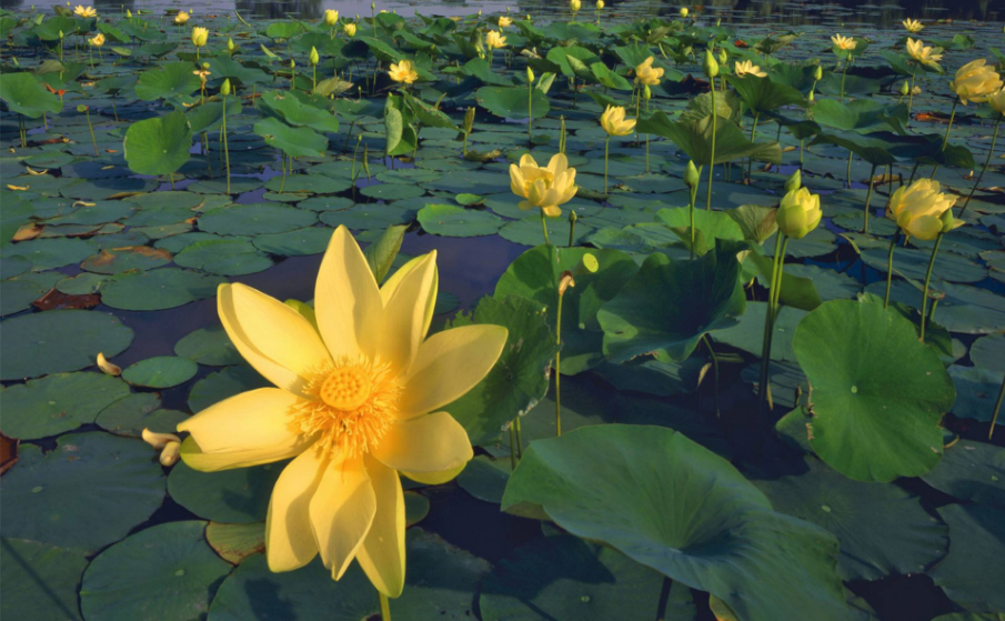 2018再見春天你好夏天的心情說說 2018春天再見夏天你好的感慨句子說說