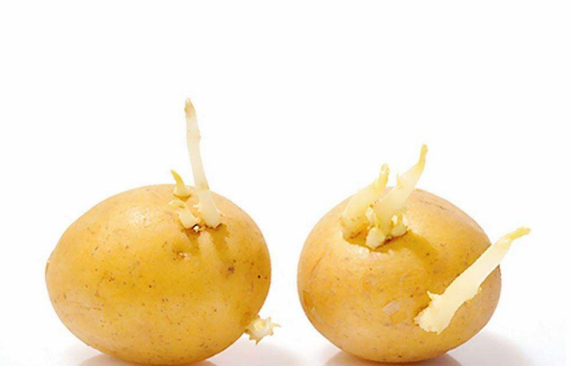 孕婦吃土豆為什么導致胎兒畸形 孕婦怎樣吃土豆才安全