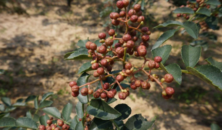 怎么用花椒來通乳 媽媽沒有奶水怎么通乳2018 怎么用花椒來通乳 媽媽沒有奶水怎么通乳2018