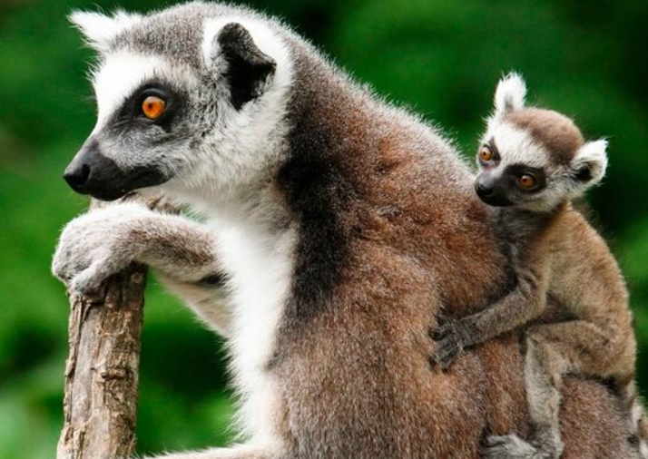 怎么讓3歲寶寶認識動物 教寶寶認識動物有哪些方法 怎么讓3歲寶寶認識動物 教寶寶認識動物有哪些方法