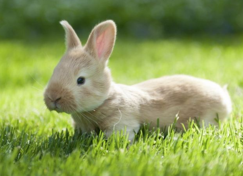 怎么讓3歲寶寶認識動物 教寶寶認識動物有哪些方法 怎么讓3歲寶寶認識動物 教寶寶認識動物有哪些方法