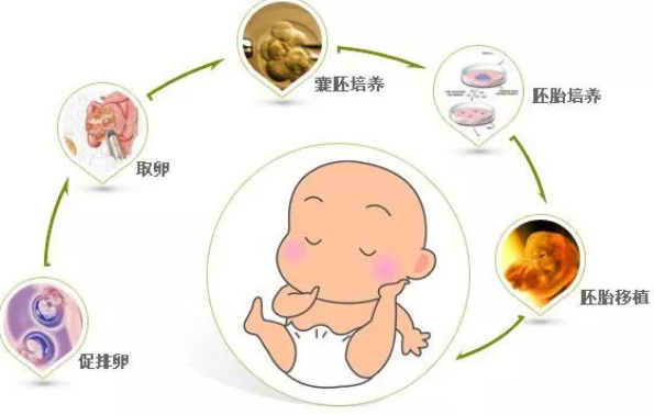 試管嬰兒智商遺傳誰 試管嬰兒比普通孩子更聰明嗎