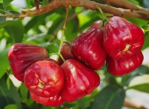 蓮霧寶寶可以吃嗎 蓮霧吃了有什么好處